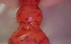 Xxxl dương vật giả xé toạc đít của Sklavins ngày càng nhiều!