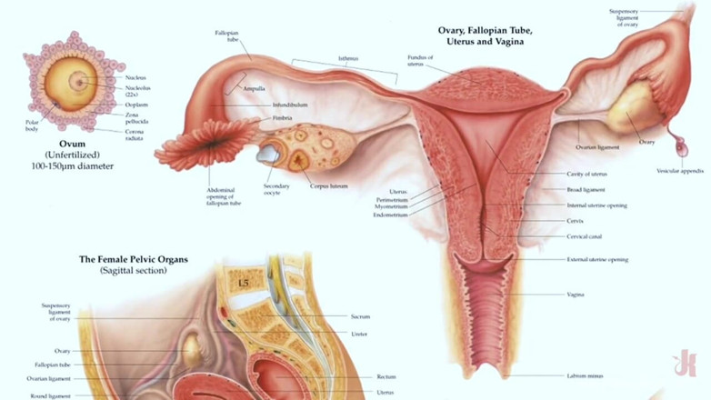 Everything Butt by Kink: La scopata anale è il miglior controllo delle nascite