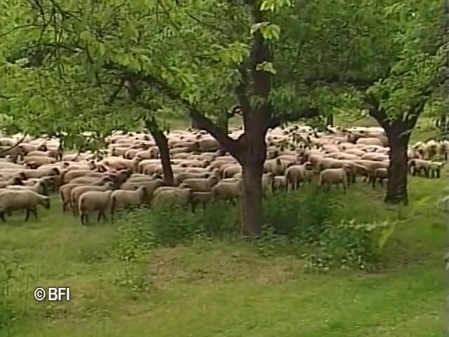 Dutch Desire Nights: DVD Behind the abbey walls, part 3