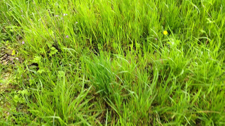 Bayer911: Pie von der Eiche