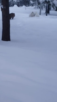 Was machst du, wenn es schneit?