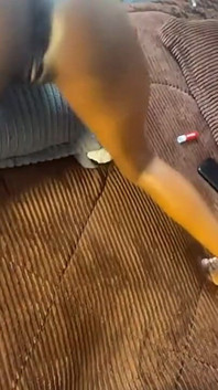 Une ado au cul énorme aime twerker sur des bites