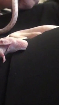 Bruna piuttosto giovane scopata duro e schizzata sul corpo in punto di vista