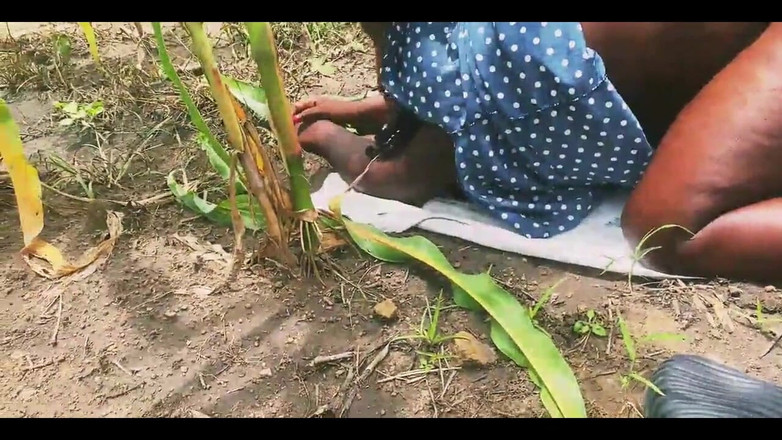 Showkee: Farm Doggyshot