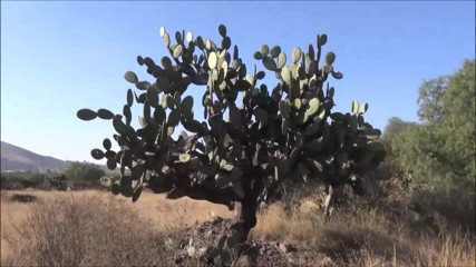 Helena Moeller: Mega outdoor fucking near Mexican piramides