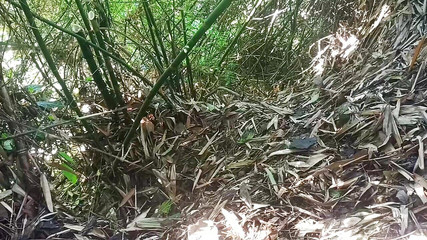 Sondal: Bekerja di hutan lebih banyak tipsnya!