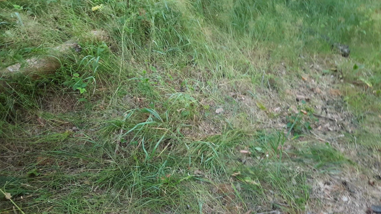 Helgafoxxy: Outdoor flogging hot BBW