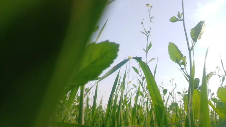 Abida pavreen: Začal jsem ji šukat do zadku na polích, někdo přišel shora...