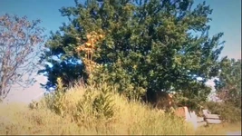 I Show My Boobs Again in Nature