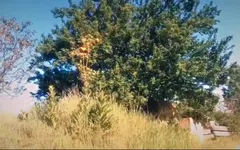 Я снова показываю свои сиськи на природе