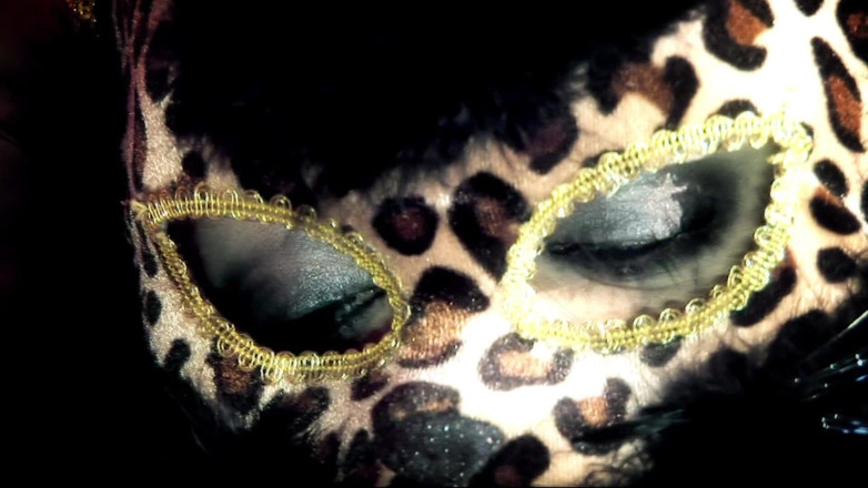 Mask-Night: Alcuni gattini amano essere accarezzati, ma a questo piace grezzo
