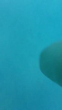 Couple Underwater Diving and Swimming