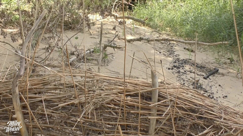 Miley Weasel: О ні!! Фотограф кінчає на все в мою пизду!!