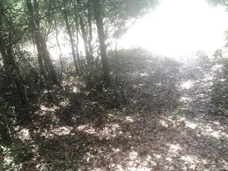 समलैंगिक समुद्र तट बीडब्ल्यूसी सींग का बना हुआ झटका