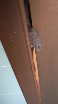 Chica bdsm abofetear sus bolas