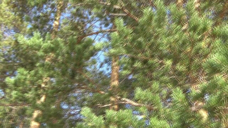 RedRoseRus: Porter Un Bas De Corps En Résille