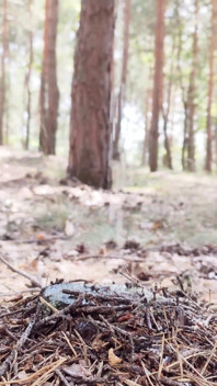 Pisse dans la forêt
