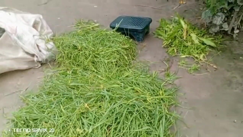 Real Time Enjoy: Ngoại tình bí mật với chị kế của tôi ở sân...