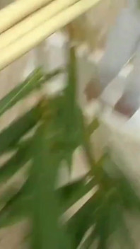 油っぽい巨大な胸、MILFの穴が生で詰め込まれた - 胸の精液爆発!