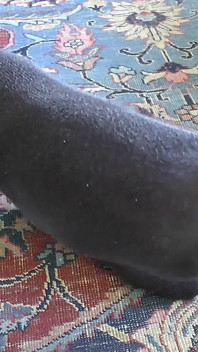 Your Owner - Black Socks Need to Be Cared for! Vacuum Cleaner and Refreshment! POV, JOI, Lady Victoria Valente