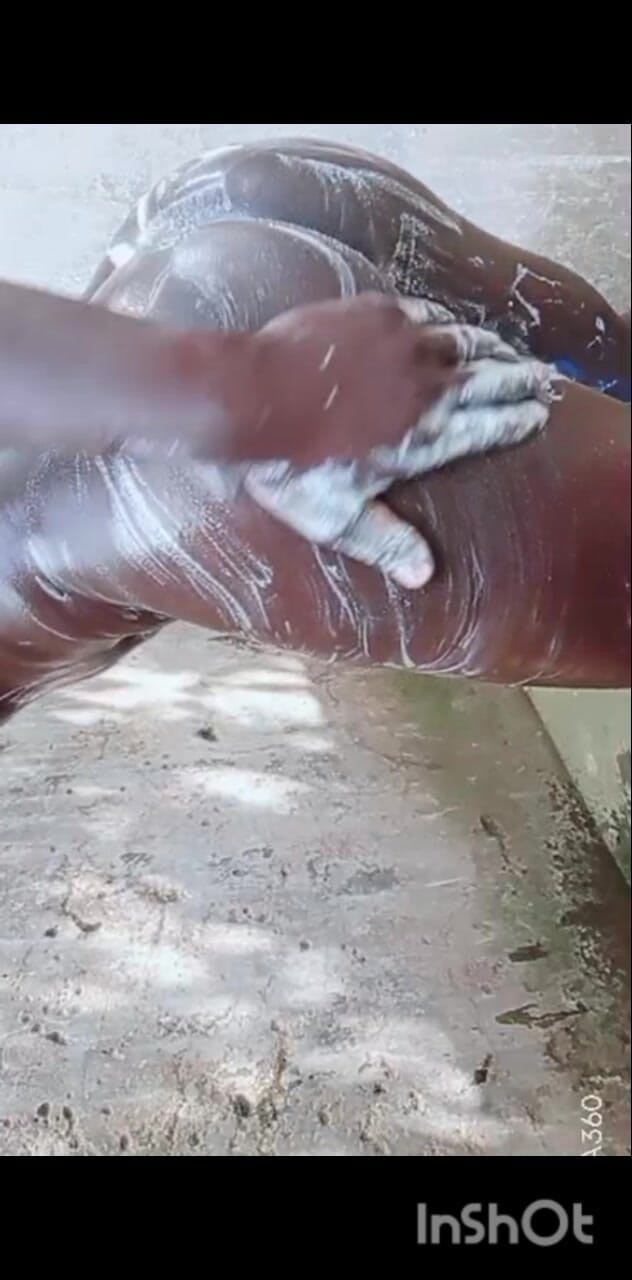 Hongi: Facet z dużym tyłkiem naprawdę pracuje w dupę dobrze