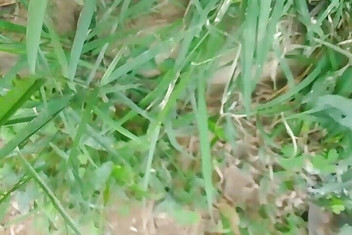 Gangbang straight: Chico indio amateur meando