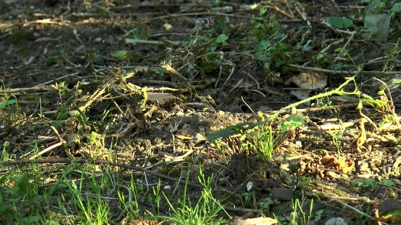 German Full Movies: Špinavé dp šukání v červeném prádle