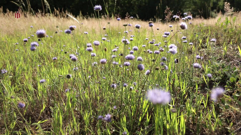 Inquisition and prison world: La Maison d’Hôtes - Chapitre 2 - Lumière et Ténèbres