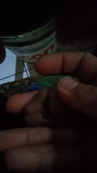 Penis with Prayer Beads