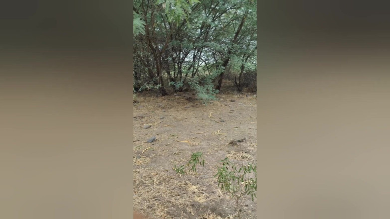 Boom 12: 인도 아줌마 철도 교량