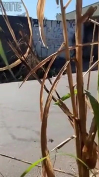 Ateşli güneşle, daha zevkli ve kaygısız hissediyorum ve sonunda senin için harika orgazmlar yaşıyorum