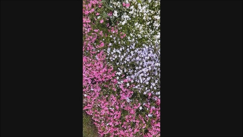 Dom Rod: Сад Сперми 1