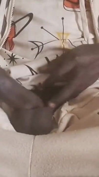 A Big and Powerful Natural Black Cock