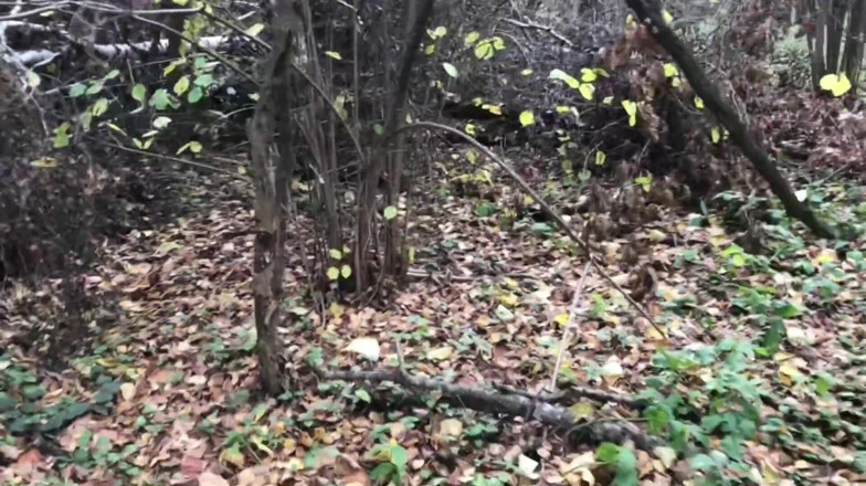 Aleks Sam: Rubia En El Bosque Follando De Pie Con Un Desconocido...