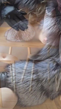 Den största pälsresan SAMLINGsvideo! Pälsklack sex, päls kostym, pälsfetisch