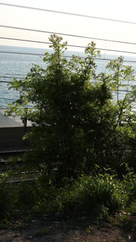 女の子は、公園で男がペニスを自慰し、彼が絶頂するのを手伝っているのを見て驚いた