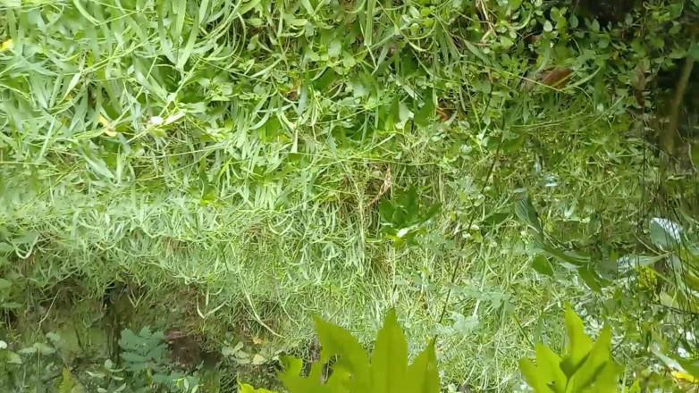Sano lado: Nepali Open Outdoor Soltni Doggy Styal Sex Video