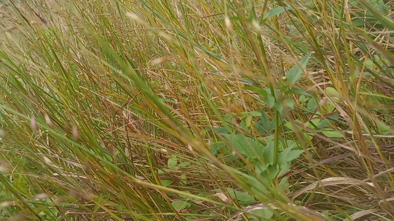 Sano lado: Nepálský Open Venkovní Soltni Doggy Styal Sex Video