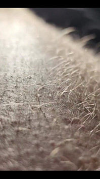 Ginger Fur