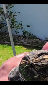 Follando junto a la piscina