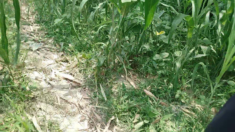 DesiDarkArt: Mentre camminava in giro per il campo, ha iniziato a...