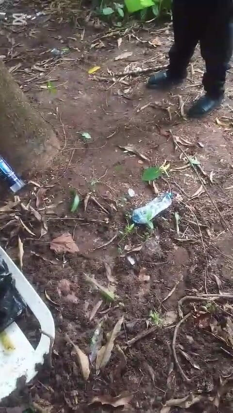 Porchey: Meet Him on a Good Day in the Bush