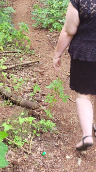 Walk in the Woods Who I Meet Today