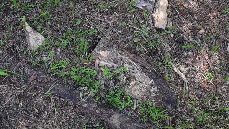 Miss Ellie Roleplay: Bts Nature Walk dan Masturbasi di trail