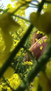 Sexy brunette whore opens her pussy along with ass to hard cock in a field full of flowers