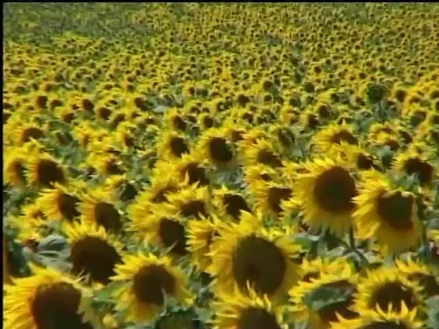 My girlfriend: Gorgeous Blondes Plays in a Cornfield