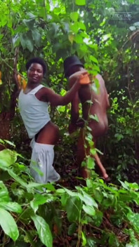 Foder Debaixo Da Árvore Da Floresta É a Melhor Experiência..