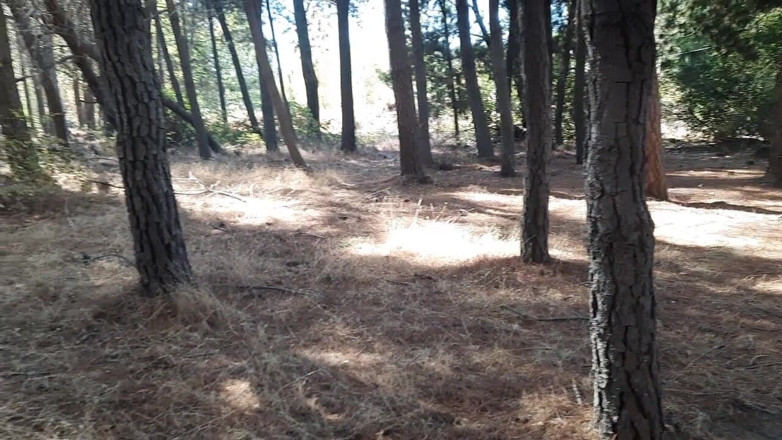Riderqueen: Stiefmutter, arsch-anbetung im wald