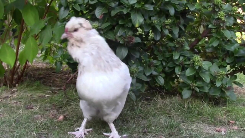 Gaybareback: Děvka šuká bez sedla v jockstrap na mé zahradě 2 top chlapci