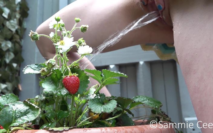 Sammie Cee: Regando minha planta de morango